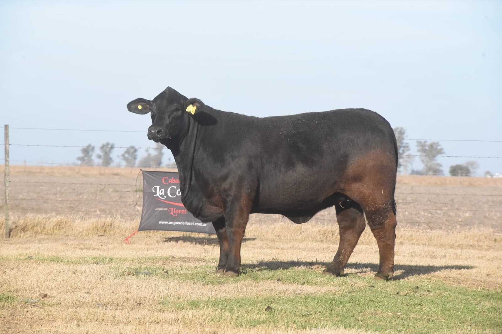 Toro Brangus RP 447 utilizado en el programa de inseminación